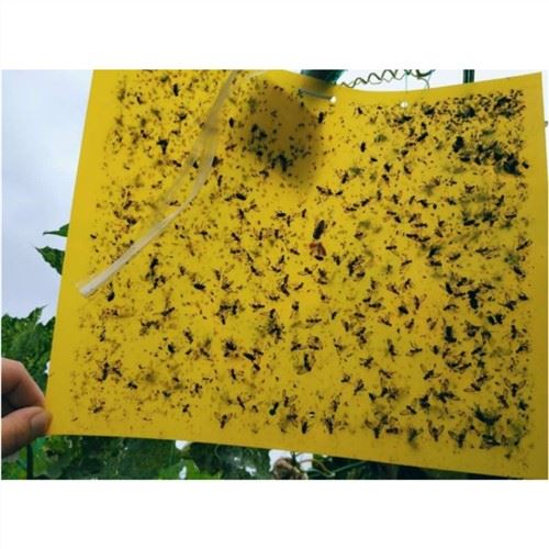 Vodoodporna rumena tabla z insekti